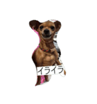 ミニピン ボスドン（個別スタンプ：9）