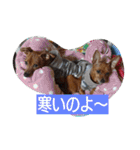 ミニピン ボスドン（個別スタンプ：12）
