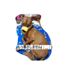 ミニピン ボスドン（個別スタンプ：30）