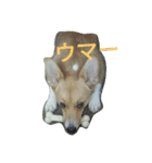 kinako'sstamp2（個別スタンプ：7）