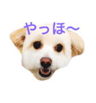 ピオンくん（個別スタンプ：1）