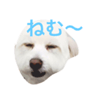 ピオンくん（個別スタンプ：2）