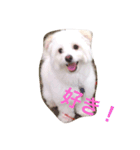 ピオンくん（個別スタンプ：6）