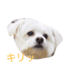 ピオンくん（個別スタンプ：8）