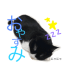 にゃにゃ＆ここ（個別スタンプ：1）