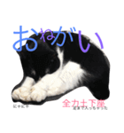 にゃにゃ＆ここ（個別スタンプ：7）