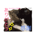 にゃにゃ＆ここ（個別スタンプ：14）