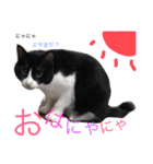 にゃにゃ＆ここ（個別スタンプ：16）