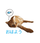 白い犬の猫仲間（個別スタンプ：1）