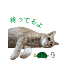 白い犬の猫仲間（個別スタンプ：22）