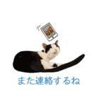 白い犬の猫仲間（個別スタンプ：23）