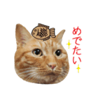 白い犬の猫仲間（個別スタンプ：31）