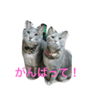 torameimamezou（個別スタンプ：3）