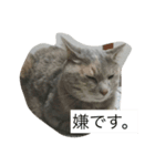 torameimamezou（個別スタンプ：7）