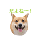 ぼくスキップです！part②（個別スタンプ：21）