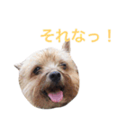 ぼくスキップです！part②（個別スタンプ：26）