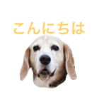 ぼくスキップです！part②（個別スタンプ：29）