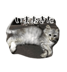 ねこのマチルダ（個別スタンプ：1）