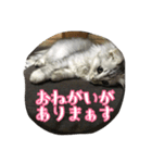 ねこのマチルダ（個別スタンプ：5）