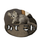ねこのマチルダ（個別スタンプ：6）