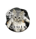 ねこのマチルダ（個別スタンプ：7）