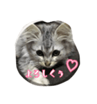 ねこのマチルダ（個別スタンプ：8）