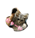 ねこのマチルダ（個別スタンプ：9）