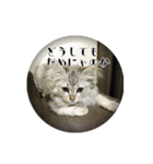 ねこのマチルダ（個別スタンプ：13）