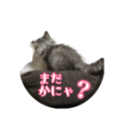 ねこのマチルダ（個別スタンプ：15）