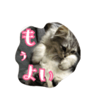 ねこのマチルダ（個別スタンプ：24）