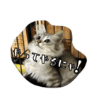 ねこのマチルダ（個別スタンプ：27）