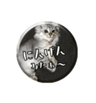 ねこのマチルダ（個別スタンプ：31）