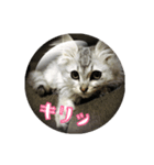 ねこのマチルダ（個別スタンプ：33）