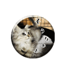 ねこのマチルダ（個別スタンプ：37）