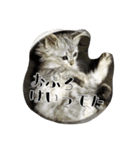 ねこのマチルダ（個別スタンプ：38）