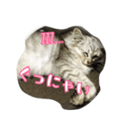 ねこのマチルダ（個別スタンプ：40）