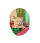 にゃんずとの365日。Vol.2（個別スタンプ：2）