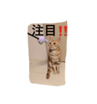 にゃんずとの365日。Vol.2（個別スタンプ：3）