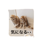 にゃんずとの365日。Vol.2（個別スタンプ：4）