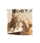 にゃんずとの365日。Vol.2（個別スタンプ：5）