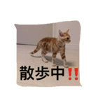 にゃんずとの365日。Vol.2（個別スタンプ：6）