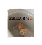 にゃんずとの365日。Vol.2（個別スタンプ：7）