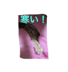 にゃんずとの365日。Vol.2（個別スタンプ：8）