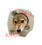 犬語（個別スタンプ：4）