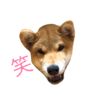 犬語（個別スタンプ：8）