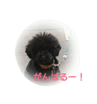くろぷーとお友達（個別スタンプ：11）