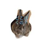 う〜ちゃん と シャン（個別スタンプ：6）