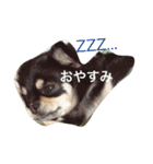 つぶやきワンコ（個別スタンプ：7）