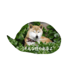 つぶやきワンコ（個別スタンプ：8）