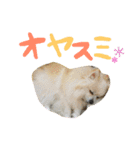 大好きな家族の写真をスタンプにしました（個別スタンプ：4）